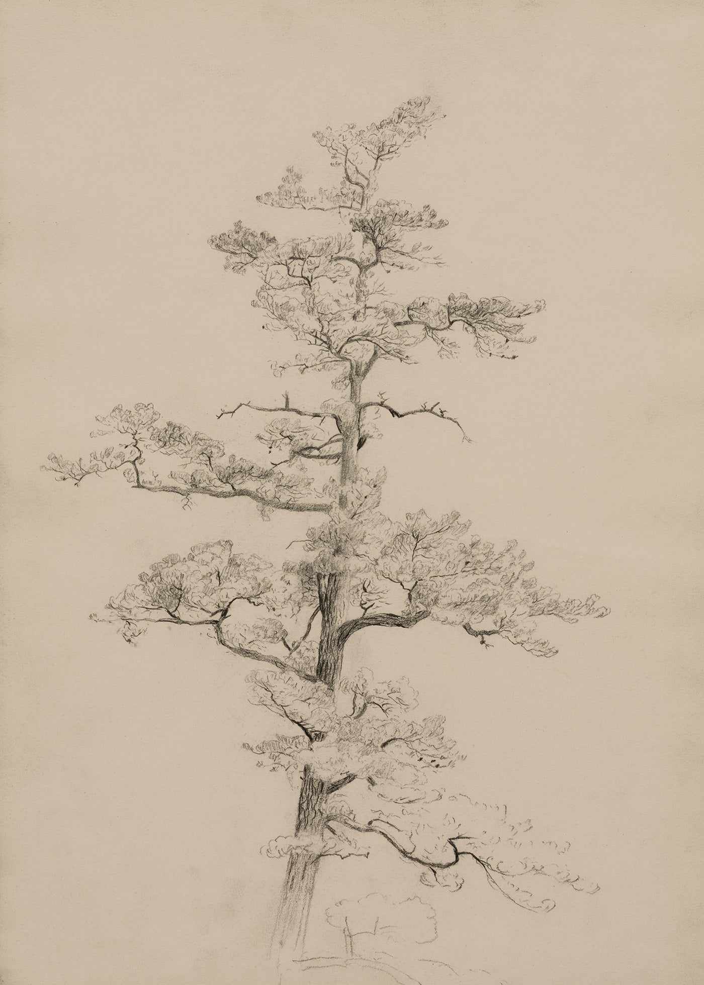 Pine Tree, New Hampshire