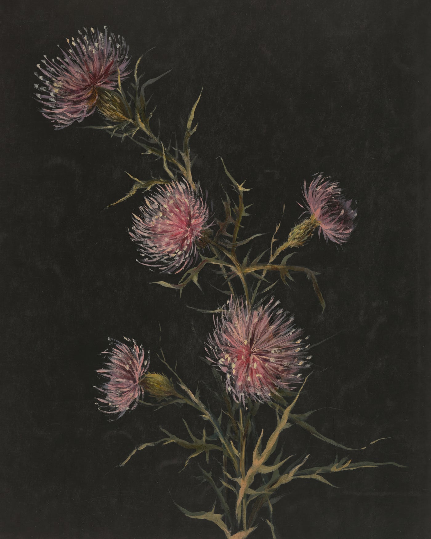 Study of Thistles