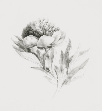 Bloom Botanical Sketch