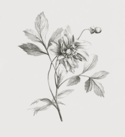 Flower Botanical Sketch