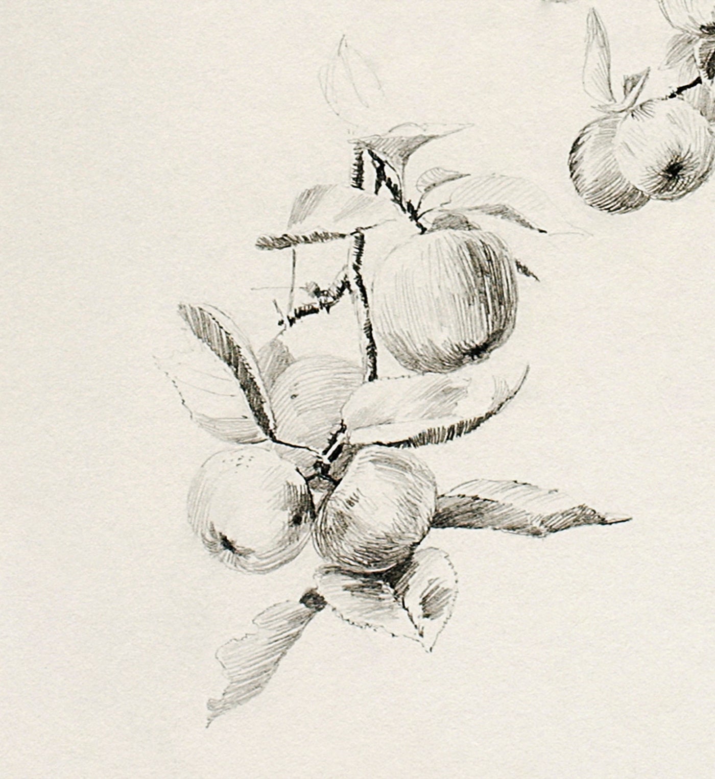 Apple Branch Sketch