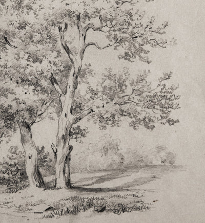 Vintage Tree Sketch II