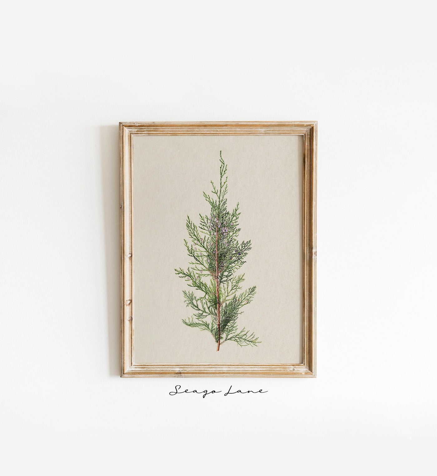 Winter Juniper