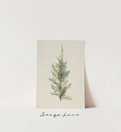 Winter Juniper