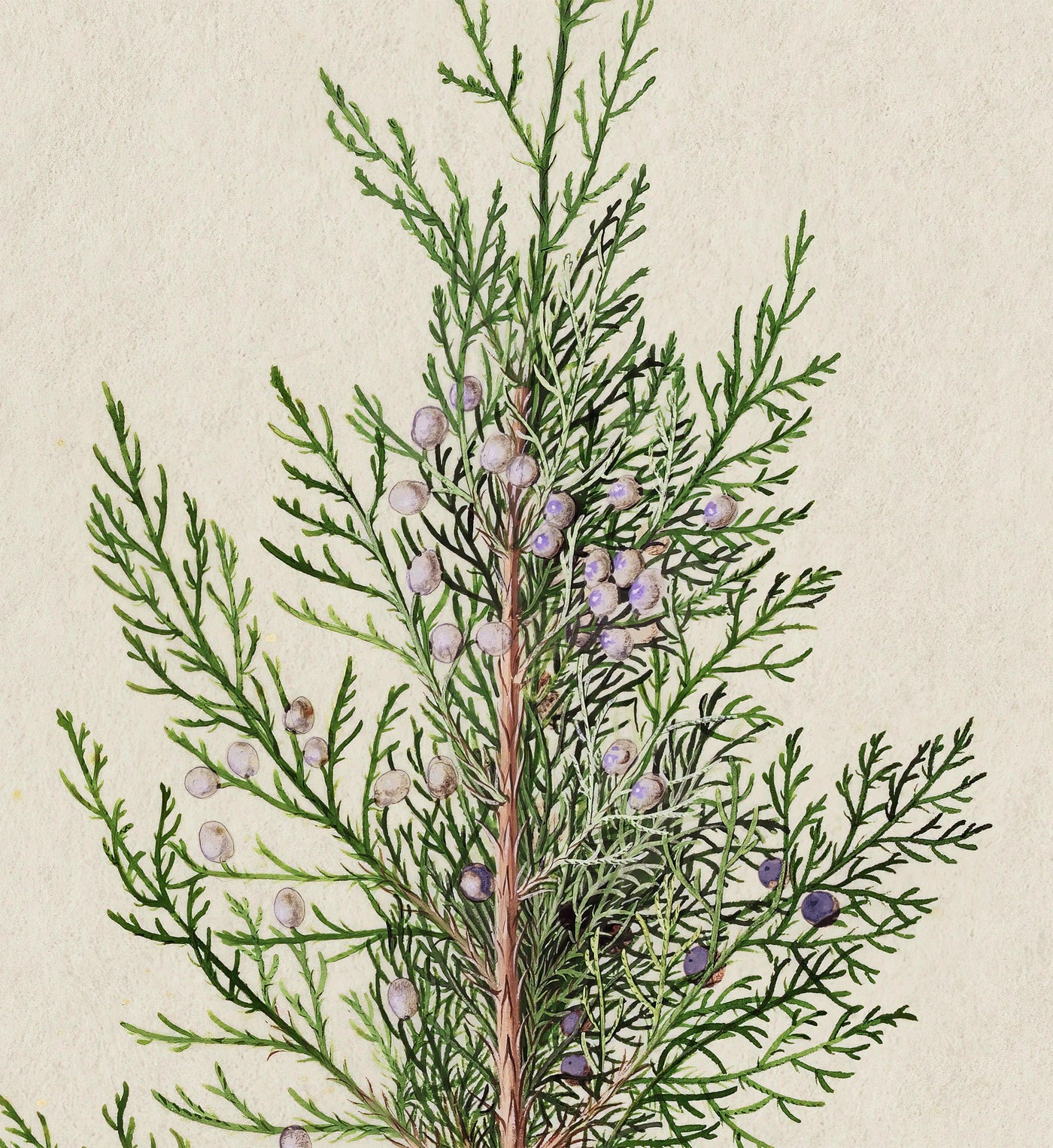 Winter Juniper