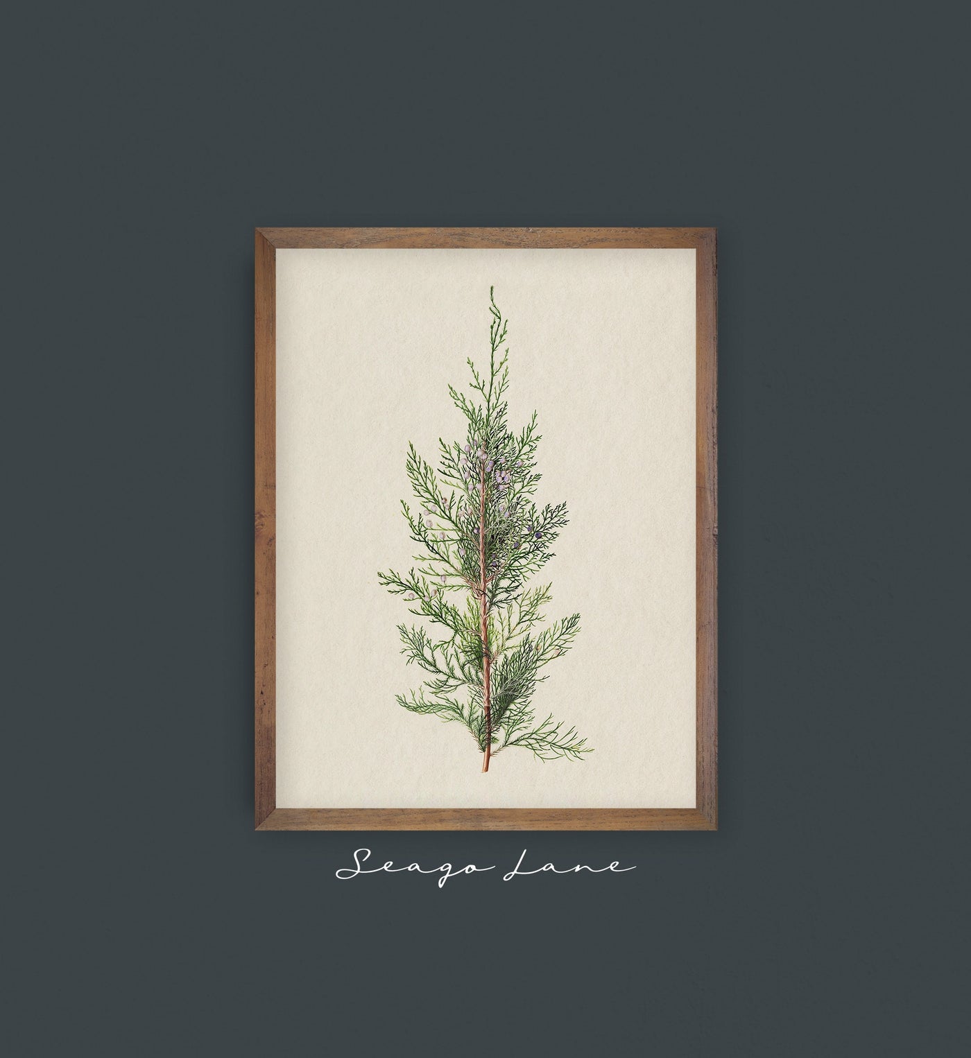 Winter Juniper