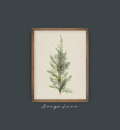 Winter Juniper